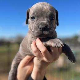 Ashley-light pink - Brindle female Companion Cross puppy in Calimesa, California from Teakwoodpoodleofsocal