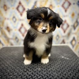 Girl 1 - female Miniature American Shepherd puppy in Snyder, Texas from RLA Miniature American Shepherds