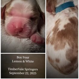 Boy 4 - male English Springer Spaniel puppy in Silverdale, Washington from TimberVale Springers