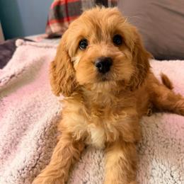 Sierra with training - Red and white female Cockapoo puppy in Boonville, North Carolina from Doods & Dolls