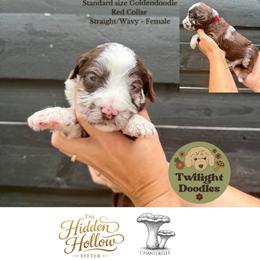 Chanterelle - Red Collar - Merle female Goldendoodle puppy in Garland, Texas from Twilight Doodles