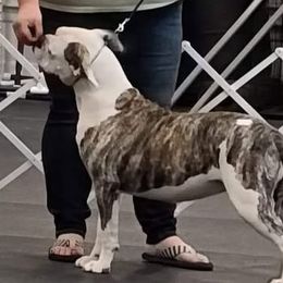 Future - American Bulldog