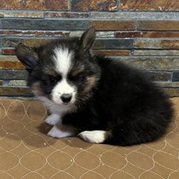 Boy2 - Black and tan male Pembroke Welsh Corgi puppy in Visalia, California from VIP Stables