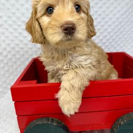 Girl 1 - Caramel cream female Australian Labradoodle puppy in Sacramento, California from Delta Breeze Labradoodles
