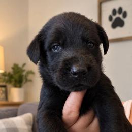 Orson - Black male Giant Schnauzer puppy in Fraziers Bottom, West Virginia from Loyal Hearts Farm / RK's Dobermans