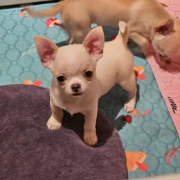 Radley - Cream and white male Chihuahua puppy in Joliet, Illinois from Chihuahua and frenchie favs