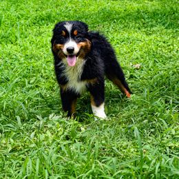 Mercury - Black tri-color male Australian Shepherd puppy in Quincy, Illinois from McMullen’s Aussies