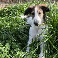 Borzoi Puppies from Oronzova Borzoi