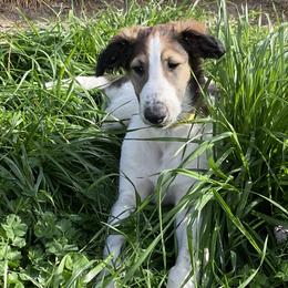 Borzoi Puppies from Oronzova Borzoi