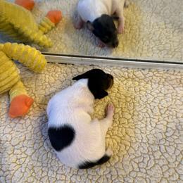 Jojo - White black and tan male Toy Fox Terrier puppy in El Cajon, California from Ultra Quest Show Dogs