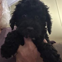Silas - Black male Goldendoodle puppy in Waynesboro, Virginia from Forest Creek Kennel