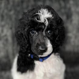 Blue Bell (Blue Collar) - Parti male Poodle puppy in League City, Texas from Chauffeured Poodles
