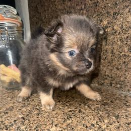 Ziggy - Lavender male Pomeranian puppy in Costa Mesa, California from Wheresmil0
