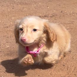Dachshunds from DTR