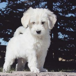 Bernedoodle, Goldendoodle, and Poodle All Grown Up from Best Quality Doodles