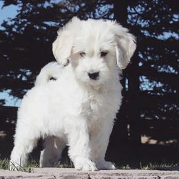 Bernedoodle, Goldendoodle, and Poodle All Grown Up from Best Quality Doodles