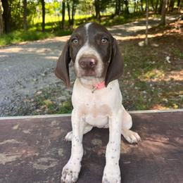 Clara - Liver and white female German Shorthaired Pointer puppy in Dugspur, Virginia from Pilgrims Trails Shorthairs