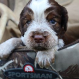 English Springer Spaniel Puppies from White Pine Springer Spaniels