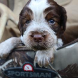 English Springer Spaniel Puppies from White Pine Springer Spaniels