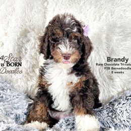 Bernedoodle Puppies from A Star is Born Doodles