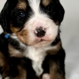 Lucas- Dark blue collar boy - Tri-color male Bernedoodle puppy in Colorado Springs, Colorado from Mercy Mountain Bernedoodles