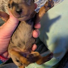 Dapple girl 1 reserved - Dapple female Dachshund puppy in Madisonville, Tennessee from LaRose Farm & Kennels