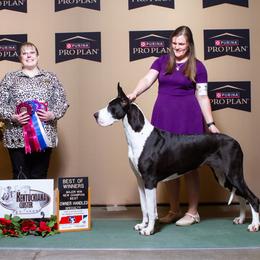 Vida - Great Dane