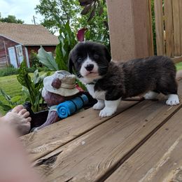 Cardigan Welsh Corgi Puppies from Bendi Cardigans