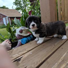 Cardigan Welsh Corgi Puppies from Bendi Cardigans