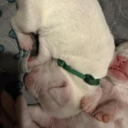 Dark Green - White male Boxer puppy in Evington, Virginia from Boxer Tails