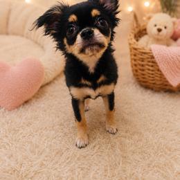 Chihuahua Puppies from Sugar Cookie Chihuahuas