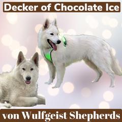 Doc - White Shepherd