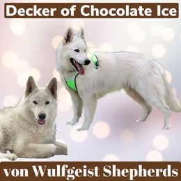 Doc - White Shepherd