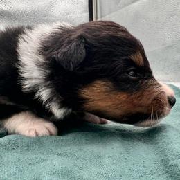 Girl 2 - Black white and tan female Shetland Sheepdog puppy in Pensacola, Florida from Nancy Barger's Siberian Huskies