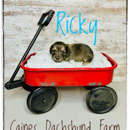 Ricky - Dapple male Dachshund puppy in Cincinnati, Ohio from Caines Dachshund Farm