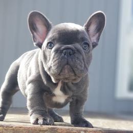 French Bulldog Puppies from Emeraldfrenchies