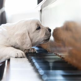 Golden Retriever Puppies from Nicholberry Goldens