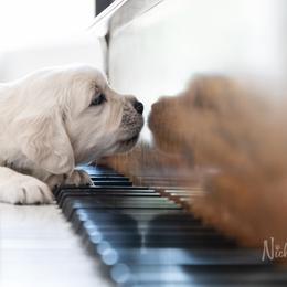 Golden Retriever Puppies from Nicholberry Goldens