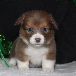 Rose (blue Sable) fluffy - Blue female Pembroke Welsh Corgi puppy in Washington from Castle View Royal Rumps