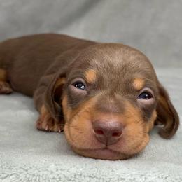 Female 3 - Chocolate and tan female Dachshund puppy in Birmingham, Alabama from LongBottomDachshunds