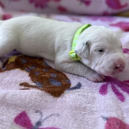 Casper - White and liver brown male Dalmatian puppy in Hastings, Florida from Love My Spotty Dalmatians
