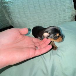 Traditional male - Black and tan male Yorkshire Terrier puppy in Pikeville, North Carolina from A Yorkie’s World