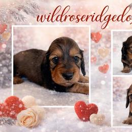 Buckley - Red male Dachshund puppy in Alexander, North Dakota from Wild Rose Ridge Doxies