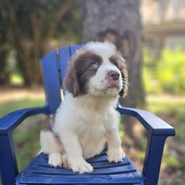 Mochi - White female Karakachan puppy in Commerce, Georgia from Peppermint Rose Ranch