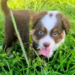 Triton - Red tri male Miniature Australian Shepherd puppy in Hobe Sound, Florida from KHA