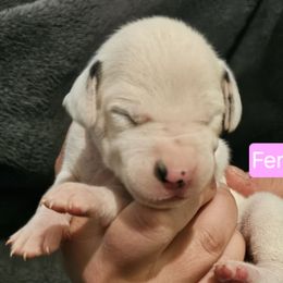 Light Pink - White and black female Dalmatian puppy in Adamstown, Maryland from Sprinkled with Hearts Dalmatians