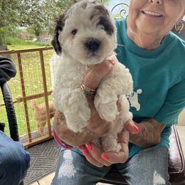 Rabbit - Parti Poodle puppy in Lexington, Tennessee from Jm’s Precious Poodles