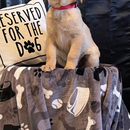 Labrador Retriever Puppies from Twisted Wire Ranch Retrievers