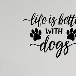 Hunny's girl 1,200 - Red female Pembroke Welsh Corgi puppy in Nashville, Arkansas from Whisenhunt Farms