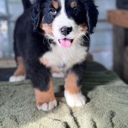 Bernese Mountain Dog and Golden Retriever All Grown Up from Gold Point Pups